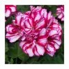 Geranium Ivy 'Precision Burgundy Bicolour' | Pack of 5 Premium Plug Plants -June Plants Sales Store PL90265SPX5 main image f0ff