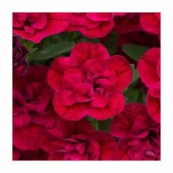 Calibrachoa 'Can-Can Double Red' | Pack of 5 Plug Plants 8 Calibrachoa 'Can-Can Double Red' | Pack of 5 Plug Plants -June Plants Sales Store PL9026SPX5 add image 2 42aa