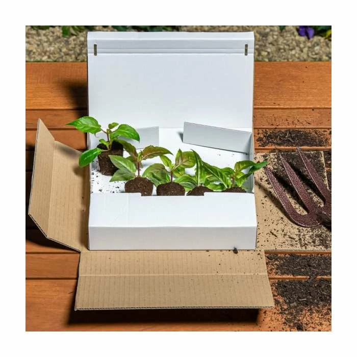 Calibrachoa 'Can-Can Double Red' | Pack of 5 Plug Plants 6 Calibrachoa 'Can-Can Double Red' | Pack of 5 Plug Plants - Image 4