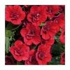 Calibrachoa 'Can-Can Double Red' | Pack of 5 Plug Plants -June Plants Sales Store PL9026SPX5 main image af25