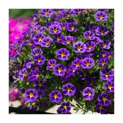 Calibrachoa 'Starlight Blue' | Pack of 5 Plug Plants 8 Calibrachoa 'Starlight Blue' | Pack of 5 Plug Plants -June Plants Sales Store PL9029SPX5 add image 2 4447