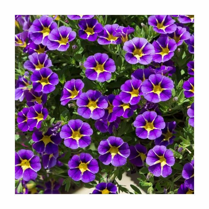 Calibrachoa 'Starlight Blue' | Pack of 5 Plug Plants 3 Calibrachoa 'Starlight Blue' | Pack of 5 Plug Plants