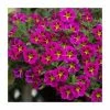 Calibrachoa 'Starlight Pink' | Pack of 5 Plug Plants 1 Calibrachoa 'Starlight Pink' | Pack of 5 Plug Plants -June Plants Sales Store PL9030SPX5 main image c399