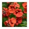 Diascia 'Diamond Dark Orange' | Pack of 5 Plug Plants -June Plants Sales Store PL9032SPX5 main image 0794