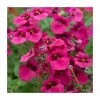 Diascia 'Diamond Fuchsia' | Pack of 5 Plug Plants 2 Diascia 'Diamond Fuchsia' | Pack of 5 Plug Plants -June Plants Sales Store PL9033SPX5 main image 413b