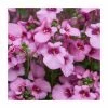 Diascia 'Diamond Pink' | Pack of 5 Plug Plants 2 Diascia 'Diamond Pink' | Pack of 5 Plug Plants -June Plants Sales Store PL9034SPX5 main image 50bb
