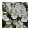 Diascia 'Diamond White Blush' | Pack of 5 Plug Plants -June Plants Sales Store PL9035SPX5 main image 6ca8
