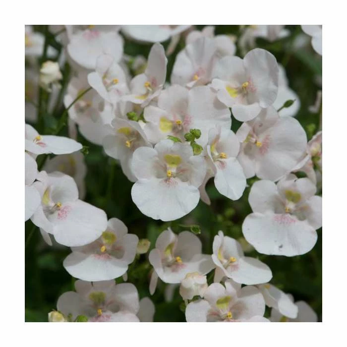 Diascia 'Diamond White Blush' | Pack of 5 Plug Plants 3 Diascia 'Diamond White Blush' | Pack of 5 Plug Plants