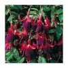 Fuchsia Hardy Bush 'Brutus' | Bedding | 5 x Large Plugs -June Plants Sales Store PL9036SPX5 main image 2201