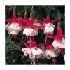Fuchsia Hardy Bush 'Snowcap' | Bedding | 5 x Large Plugs -June Plants Sales Store PL9037SPX5 main image 31b1