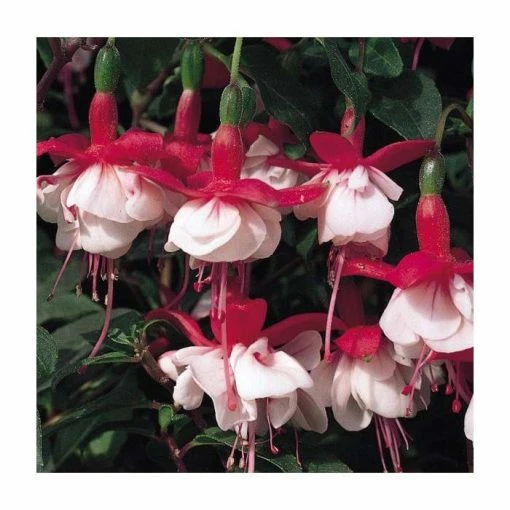 Fuchsia Hardy Bush 'Snowcap' | Bedding | 5 x Large Plugs 7 Fuchsia Hardy Bush 'Snowcap' | Bedding | 5 x Large Plugs -June Plants Sales Store PL9037SPX5 main image 31b1