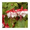 Fuchsia 'Golden Swingtime' | Pack of 5 Plug Plants -June Plants Sales Store PL9038SPX5 main image 6c5f