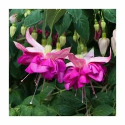 Fuchsia Southern Belles 'Bella Rosella' | Bedding | 5 x Large Plugs -June Plants Sales Store PL9039SPX5 add image 1 23e3