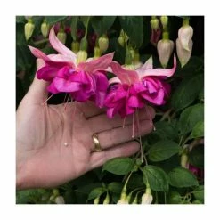 Fuchsia Southern Belles 'Bella Rosella' | Bedding | 5 x Large Plugs -June Plants Sales Store PL9039SPX5 add image 2 11fa
