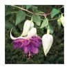 Trailing Fuchsia 'Deep Purple' | Southern Belle |Pack of 5 Plug Plants -June Plants Sales Store PL9041SPX5 main image 4f16
