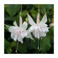 Fuchsia Southern Belles 'Pink Marshmallow' | Bedding | 5 x Large Plugs -June Plants Sales Store PL9043SPX5 add image 1 4485
