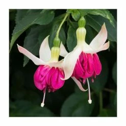 Trailing Fuchsia 'Seventh Heaven' | Pack of 5 Plug Plants -June Plants Sales Store PL9045SPX5 add image 1 eae6