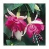 Trailing Fuchsia 'Seventh Heaven' | Pack of 5 Plug Plants 1 Trailing Fuchsia 'Seventh Heaven' | Pack of 5 Plug Plants -June Plants Sales Store PL9045SPX5 main image f533