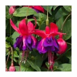 Fuchsia Southern Belles 'Voodoo' | Bedding | 5 x Large Plugs -June Plants Sales Store PL9046SPX5 add image 2 f784