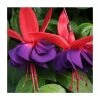Fuchsia Southern Belles 'Voodoo' | Bedding | 5 x Large Plugs -June Plants Sales Store PL9046SPX5 main image ed16