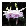 Trailing Fuchsia 'Wendy's Beauty' | Pack of 5 Plug Plants -June Plants Sales Store PL9047SPX5 main image 7664