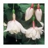 Fuchsia Upright Type 'Happy Wedding Day' | Bedding | 5 x Large Plugs -June Plants Sales Store PL9048SPX5 main image 4d55