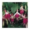 Trailing Fuchsia 'Cascade' | Pack of 5 Plug Plants -June Plants Sales Store PL9049SPX5 main image 51c0