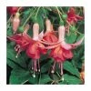 Trailing Fuchsia 'Dancing Flame' | Pack of 5 Plug Plants -June Plants Sales Store PL9050SPX5 main image 9a09