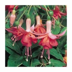 Trailing Fuchsia 'Dancing Flame' | Pack of 5 Plug Plants