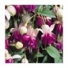 Trailing Fuchsia 'Eva Boerg' | Pack of 5 Plug Plants 2 Trailing Fuchsia 'Eva Boerg' | Pack of 5 Plug Plants -June Plants Sales Store PL9051SPX5 main image 6563