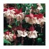 Trailing Fuchsia 'Swingtime' | Pack of 5 Plug Plants -June Plants Sales Store PL9055SPX5 main image e698