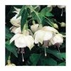 Trailing Fuchsia 'Trudi Davro' | Pack of 5 Plug Plants 1 Trailing Fuchsia 'Trudi Davro' | Pack of 5 Plug Plants -June Plants Sales Store PL9056SPX5 main image 04b7