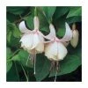 Upright Fuchsia 'Annabel' | Pack of 5 Plug Plants -June Plants Sales Store PL9057SPX5 main image 437f
