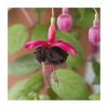 Fuchsia Upright Type 'Blackie' | Bedding | 5 x Large Plugs -June Plants Sales Store PL9058SPX5 main image c5b2