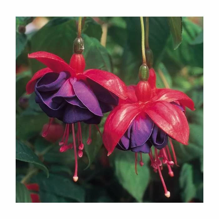 Upright Fuchsia 'Dark Eyes' | Pack of 5 Plug Plants 3 Upright Fuchsia 'Dark Eyes' | Pack of 5 Plug Plants