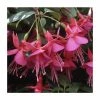 Upright Fuchsia 'Display' | Pack of 5 Plug Plants 1 Upright Fuchsia 'Display' | Pack of 5 Plug Plants -June Plants Sales Store PL9060SPX5 main image b264