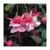 Upright Fuchsia 'Heidi Anne' | Pack of 5 Plug Plants -June Plants Sales Store PL9061SPX5 main image 46fe