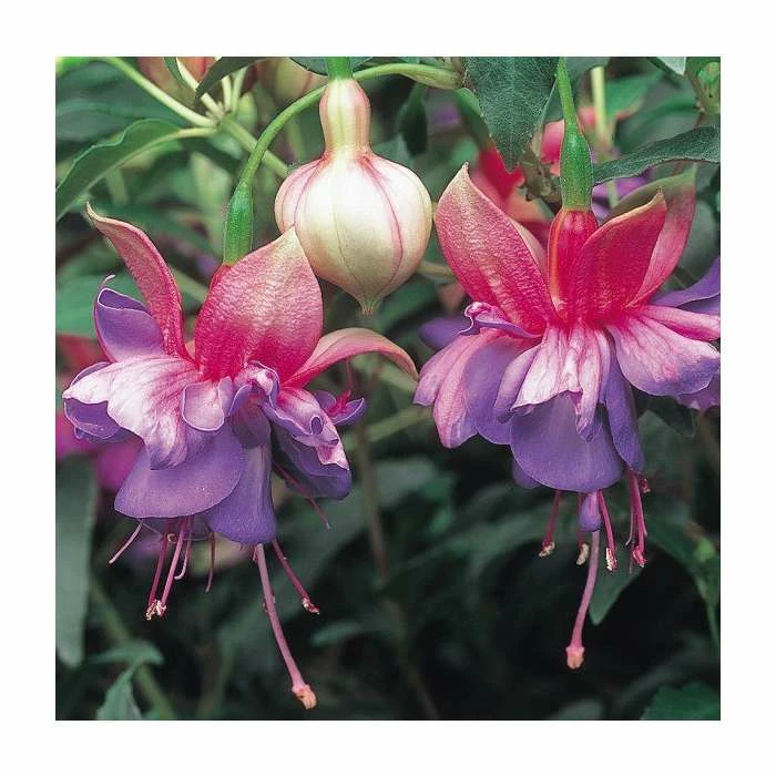 Upright Fuchsia 'Winston Churchill' | Pack of 5 Plug Plants 3 Upright Fuchsia 'Winston Churchill' | Pack of 5 Plug Plants