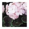 Geranium 'BullsEye Light Pink' | Pack of 5 Plug Plants -June Plants Sales Store PL9065SPX5 main image 1368