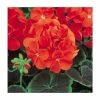 Geranium 'BullsEye Scarlet' | Pack of 5 Plug Plants -June Plants Sales Store PL9066SPX5 main image 853e