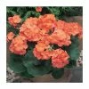 Geranium 'New Century Orange' | Pack of 5 Plug Plants -June Plants Sales Store PL9068SPX5 main image dd9a