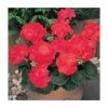 Geranium 'New Century Red' | Pack of 5 Plug Plants -June Plants Sales Store PL9069SPX5 main image a352