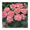 Geranium 'New Century Salmon' | Pack of 5 Plug Plants -June Plants Sales Store PL9070SPX5 main image 3480