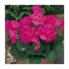 Geranium 'New Century Violet' | Pack of 5 Plug Plants -June Plants Sales Store PL9071SPX5 main image 4468