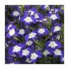 Lobelia Waterfall 'Blue Ice' | Bedding | 5 x Large Plugs -June Plants Sales Store PL9077SPX5 main image 1047