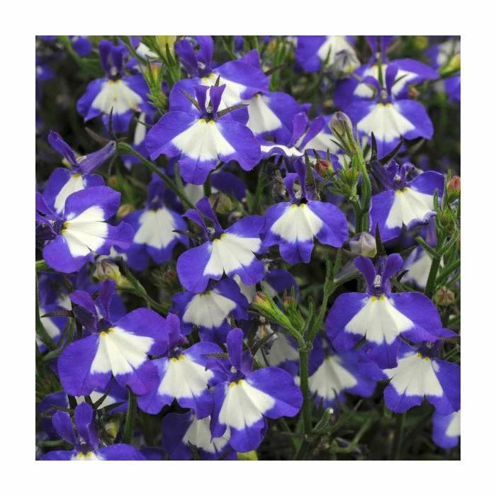Lobelia Waterfall 'Blue Ice' | Bedding | 5 x Large Plugs 3 Lobelia Waterfall 'Blue Ice' | Bedding | 5 x Large Plugs