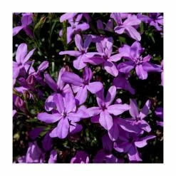 Lobelia Waterfall 'Lavender' | Bedding | 5 x Large Plugs