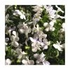 Lobelia Waterfall 'White Sparkle' | Bedding | 5 x Large Plugs -June Plants Sales Store PL9079SPX5 main image dbe7