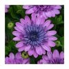 Osteospermum 3D 'Double Pink' | Bedding | 5 x Large Plugs 2 Osteospermum 3D 'Double Pink' | Bedding | 5 x Large Plugs -June Plants Sales Store PL9082SPX5 main image 261c