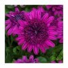 Osteospermum '3D Purple' | Pack of 5 Plug Plants 1 Osteospermum '3D Purple' | Pack of 5 Plug Plants -June Plants Sales Store PL9084SPX5 main image 15ff